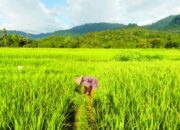 Produksi Padi Sumbar Menurun karena Serangan Hama dan Alih Komoditi Tanam Petani