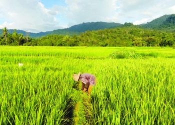 Produksi Padi Sumbar Menurun karena Serangan Hama dan Alih Komoditi Tanam Petani