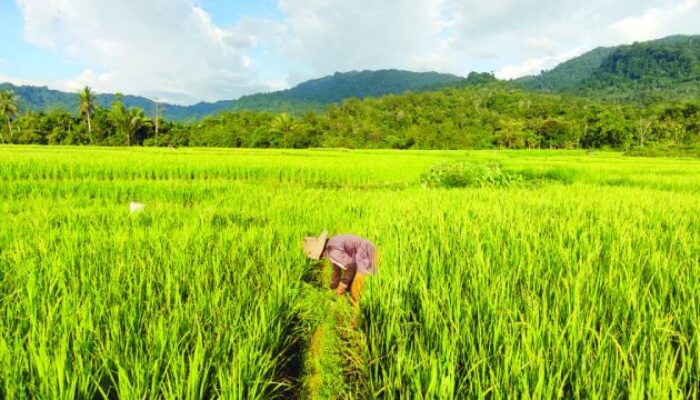 Produksi Padi Sumbar Menurun karena Serangan Hama dan Alih Komoditi Tanam Petani