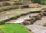 10 Persen APBD Sumbar 2022 untuk Sektor Pertanian, Nilainya Mencapai Rp680 Miliar