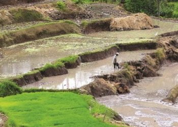 10 Persen APBD Sumbar 2022 untuk Sektor Pertanian, Nilainya Mencapai Rp680 Miliar