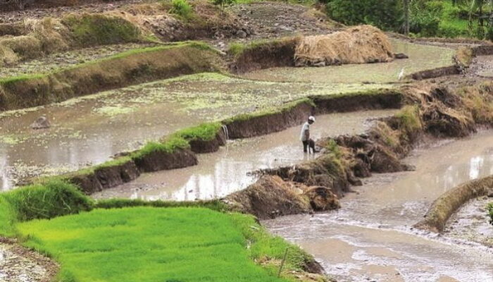 10 Persen APBD Sumbar 2022 untuk Sektor Pertanian, Nilainya Mencapai Rp680 Miliar