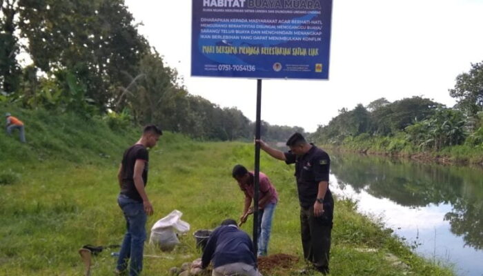 Buaya Muncul di Batang Kuranji, BKSDA Sumbar Pasang Plang Peringatan