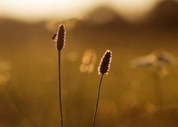 PUISI – Safri Dani: Menanti Senja Menjelang dll