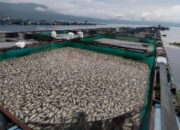 Matinya Ratusan Ton Ikan Dinilai karena Pemda Setengah-Setengah Mengurus Maninjau