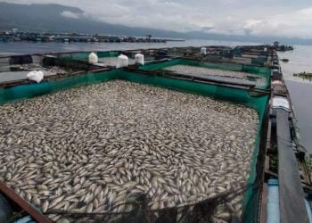 Matinya Ratusan Ton Ikan Dinilai karena Pemda Setengah-Setengah Mengurus Maninjau