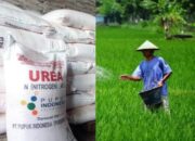 Kuota Pupuk Subsidi Tahun 2023 di Kota Pariaman Berkurang