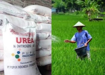 Ketersedian Pupuk Bersubsidi Sumbar Hanya 38,8 Persen