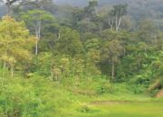 Per 2021, Luas Tutupan Hutan Sumbar Capai 1,8 Hektare