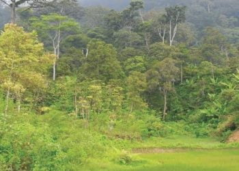 Per 2021, Luas Tutupan Hutan Sumbar Capai 1,8 Hektare