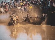 GALERI FOTO: Alek Nagari Pacu Jawi di Sungai Tarab Kabupaten Tanah Datar