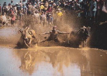 GALERI FOTO: Alek Nagari Pacu Jawi di Sungai Tarab Kabupaten Tanah Datar