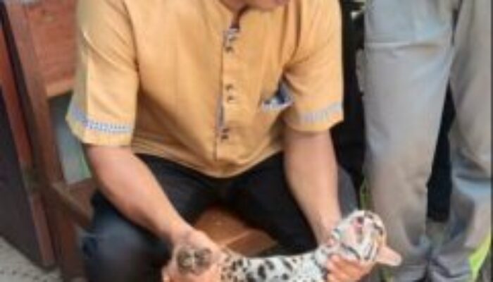 Ngeriiiiiii… Asyik Belajar, Harimau Masuk ke dalam Kelas SMAN 1 Koto Baru