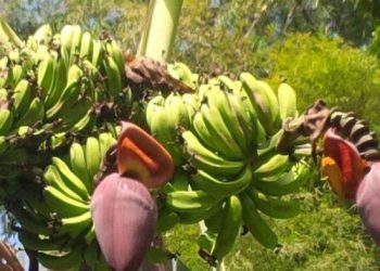 Heboh! Pisang Pak Jahri Berbuah Tanpa Pohon