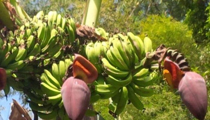 Heboh! Pisang Pak Jahri Berbuah Tanpa Pohon