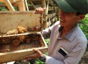 Percepat Sawahlunto Jadi Sentra Madu, Pemprov Sumbar Kucurkan Dana Rp20 Miliar