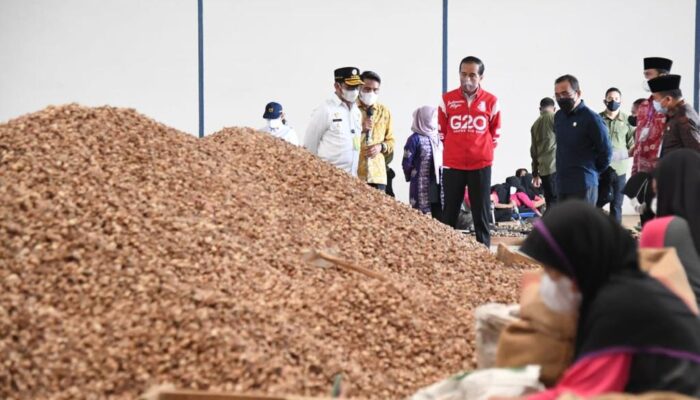 Presiden Jokowi Ingin Tingkatkan Ekspor Biji Pinang, PLN Siap Dukung dengan Listrik Andal