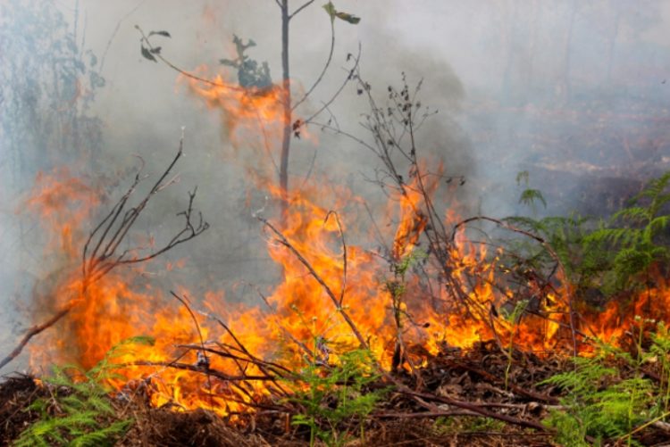 kebakaran hutan