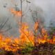 kebakaran hutan