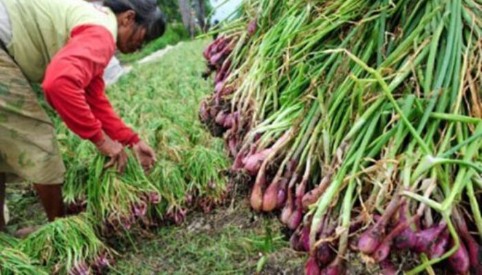 BRIN akan Transfer Teknologi Pangan dan Pertanian untuk Sumbar