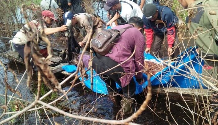 Menggenaskan! Warga Bengkalis Ditemukan Tewas dalam Hutan, Diduga Dimangsa Harimau
