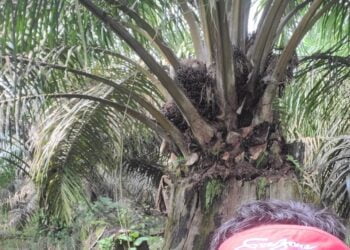 Aneh! Kelapa Sawit Ini Tumbuh Subur di Pohon Kayu Tua yang Sudah Mati