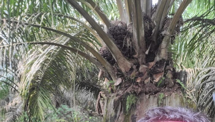 Aneh! Kelapa Sawit Ini Tumbuh Subur di Pohon Kayu Tua yang Sudah Mati