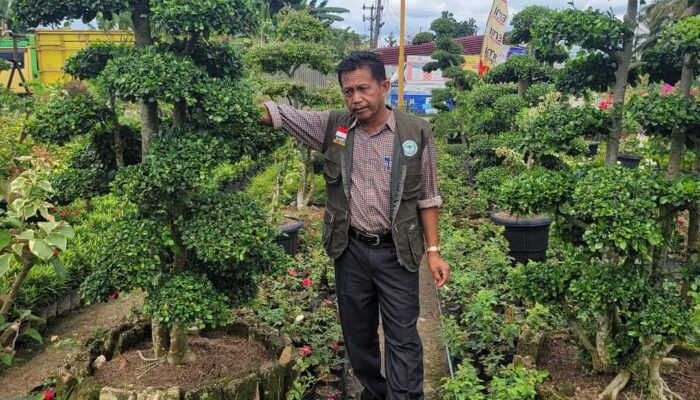 Tetapkan Harga TBS Semena-mena, Petani Sawit Dharmasraya Laporkan Pabrik Kelapa Sawit ke Penegak Hukum