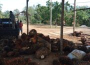 Kisruh Harga TBS di Dharmasraya Berlanjut! Sawit Petani Mulai Menumpuk, karena Tak Dibeli Pabrik
