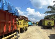 Kecewa dengan Bupati dan Ketua DPRD, Besok Petani Sawit Dharmasraya Gelar Aksi Damai