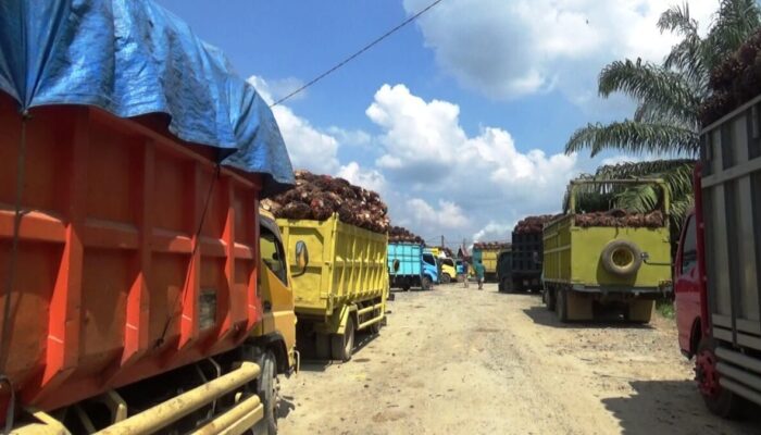 Kecewa dengan Bupati dan Ketua DPRD, Besok Petani Sawit Dharmasraya Gelar Aksi Damai