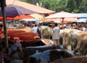 Hasil Labor, Tujuh Ekor Sapi di Kabupaten Solok Dinyatakan Positif PMK