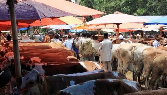 Senin Depan, Pasar Ternak Muaro Paneh Kembali Dibuka