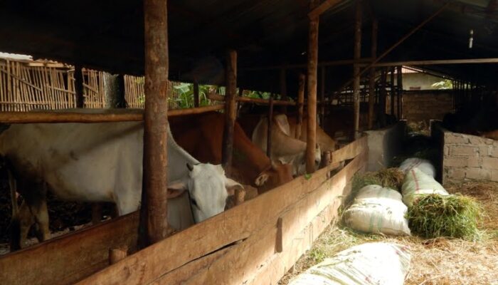 Virus PMK Merebak, Distan Padang Larang Masyarakat Beli Sapi dari Luar Daerah