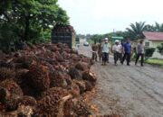 Harga TBS Tidak Sesuai, Petani Sawit Dharmasraya Alami Kerugian