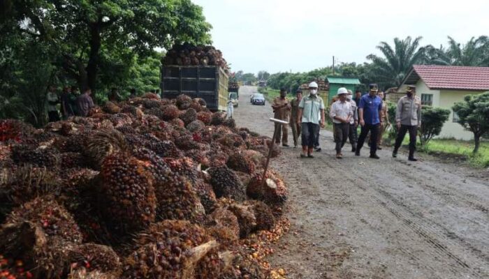 Harga TBS Tidak Sesuai, Petani Sawit Dharmasraya Alami Kerugian
