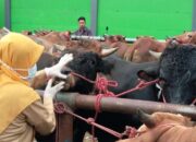 Ratusan Sapi Terjangkit PMK di Kota Payakumbuh Mulai Sembuh