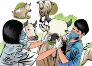 Anggaran dan Stok Obat PMK di Padang Pariaman Menipis