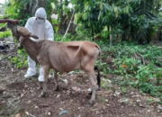 1.162 Ekor Ternak Warga di Agam Terkonfirmasi PMK