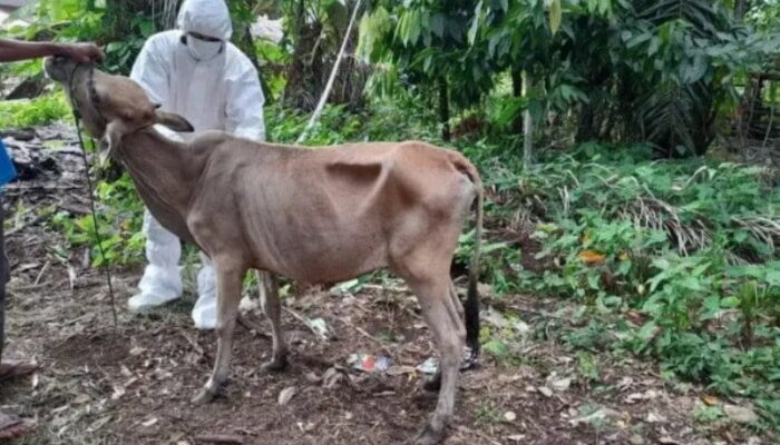 Tiap Hari Bertambah, 144 Ekor Sapi di Agam Terpapar PMK