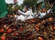 Demo Petani Sawit di Kementerian Perekonomian, Airlangga Diberi ‘Oleh-oleh’ Setumpuk Sawit Tak Laku