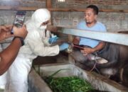 Wabah PMK, Pemkab Solsel Mulai Siaga