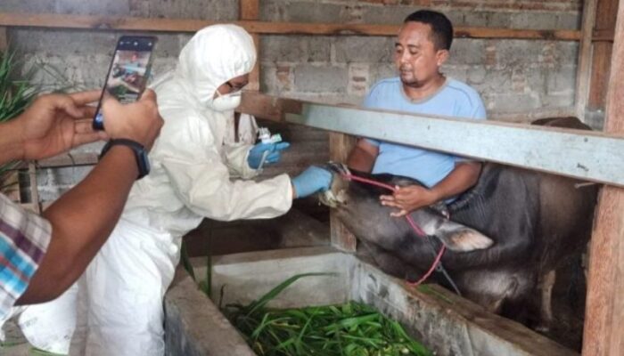 Dinas Pertanian Padang Hentikan Impor Sapi