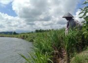 Gawat! Puluhan Hektare Lahan Pertanian di Nagari Gasan Gadang Terancam Abrasi