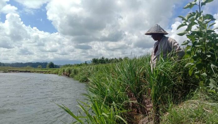 Gawat! Puluhan Hektare Lahan Pertanian di Nagari Gasan Gadang Terancam Abrasi