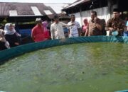 Lele Hasil Budidaya Pokdakan Cincau Desa Cubadak Aia Pariaman Tembus Pasar Provinsi Tetangga