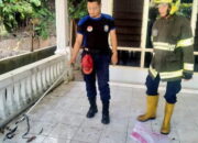 Petugas Bomba Damkar Padang Jinakan Ular Cobra Berbisa Mematikan di Kolam Warga