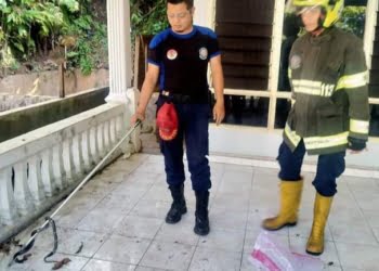 Petugas Bomba Damkar Padang Jinakan Ular Cobra Berbisa Mematikan di Kolam Warga