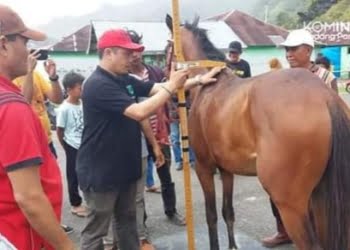 Digelar 26 Juni, 51 Kuda Telah Mendaftar Pacu Kuda Anak Nagari Padang Panjang