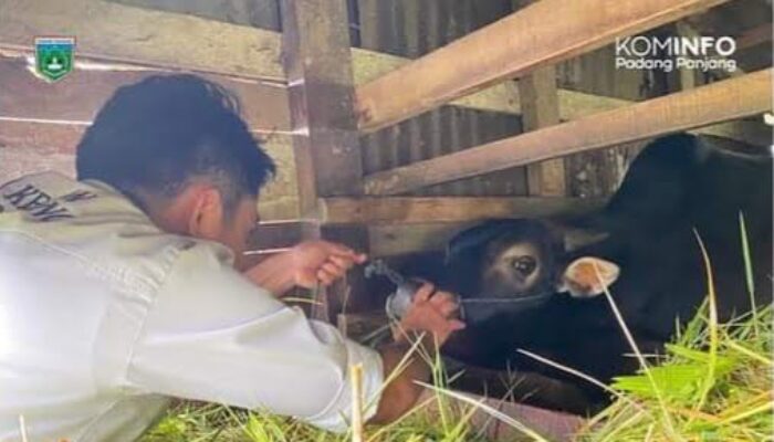 Hingga Saat ini, Hewan Kurban di Padang Panjang Bersih dari PMK